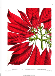 Poinsettia pulcherrima rosea-carmeninata, The Floral Magazine, 1873
