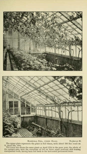 Growing Marechal Niel under Glass from The Book of the Rose by Rev Andrew Foster-Mewlliar, 1894