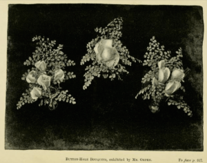 from The Book of the Rose by Rev Andrew Foster-Melliar, 1894