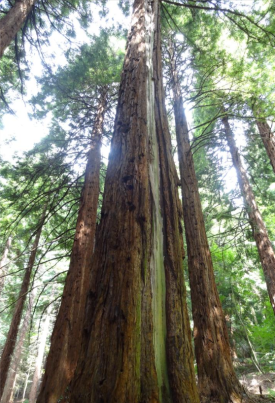 Coastal redwood from the original [planting, from http://rfs.org.uk/media/53032/leighton-information-sheet.pdf