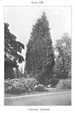 Plate from Jackson & Dallimore's article in Kew Bulletin, 1926, presumably of either a tree at Leighton Hall, or more likely, Haggerston Castle