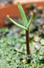 Early seedling stages of leylandii from The Plantsman Dec 2011, p.255