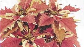 Strawberries_and_Cream http://www.stanleysgreenhouses.com