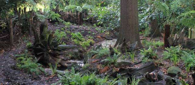 The STumpery at Golders Hill Park City of London.gov.uk