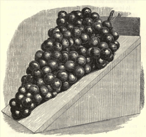 from David Thomson, Handy Book of Fruit culture under Glass, 1881