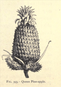 A Queen Pineapple from Alfred Smee, My Garden: Its Plan and Culture, 1872