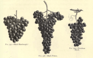 from Alfred Smee, My Garden: Its Plan and Culture, 1872