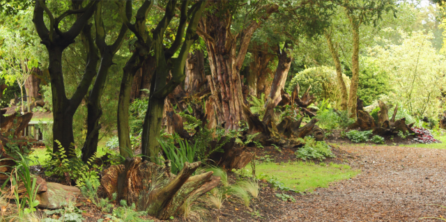 The stumpery at Ickworth by WendyCoops224, Flickrivr.com