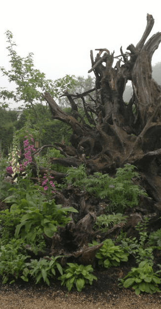 The stumpery at Arundel Castle, from https://greatgardensforkids.wordpress.com