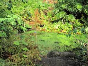 The Swampery at Batsford http://www.bedfordu3a.org/xmoreton4.html