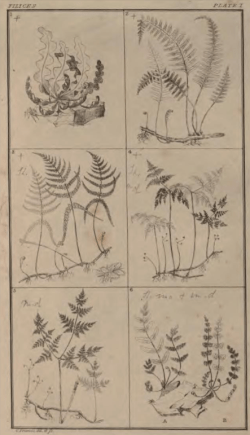 From Francis, An Analysis of British Ferns