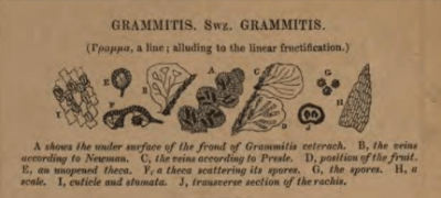 From Francis, An Analysis of British Ferns