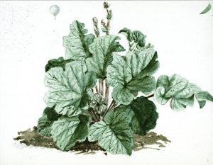Rhubarb by Edward Cooke, undated but probably from his childhood work National maritime Museum