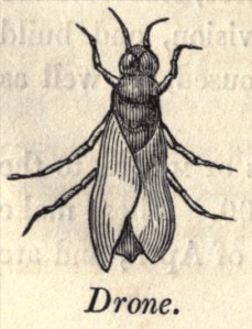 from Edward Bevan's The Honey Bee, 1827