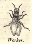 from Edward Bevan's The Honey Bee, 1827