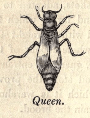 from Edward Bevan's The Honey Bee, 1827