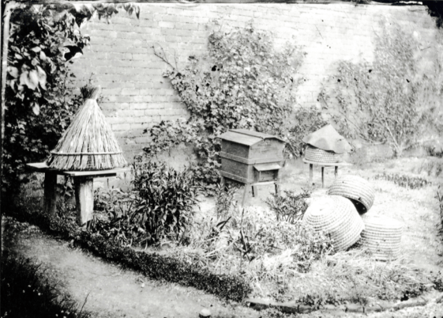 'My first frame hive' by Alfred Watkins showing both modern hive and old straw skeps side by side in his garden. c.1880 http://www.herefordshirehistory.org.uk
