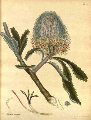 Banksia serrata L.f. red honeysuckle, saw banksia The botanist’s repository [H.C. Andrews], vol. 2: t. 82 (1799-1801) [H.C. Andrews] http://plantgenera.org/illustration.php?id_illustration=111313&mobile=0&code_category_taxon=1