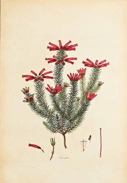 Erica massonii L.f. [as Erica radiata Andrews] Andrews, H.C., Coloured engravings of heaths, vol. 1: t. 52 (1794-1802) [H.C. Andrews]
