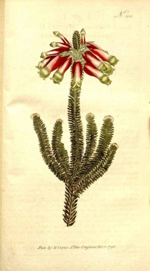 Erica massonii L.f. Botanical Magazine, vol. 10: t. 356 (1796) [n.a.] http://plantgenera.org/illustration.php?id_illustration=3078&mobile=0&code_category_taxon=