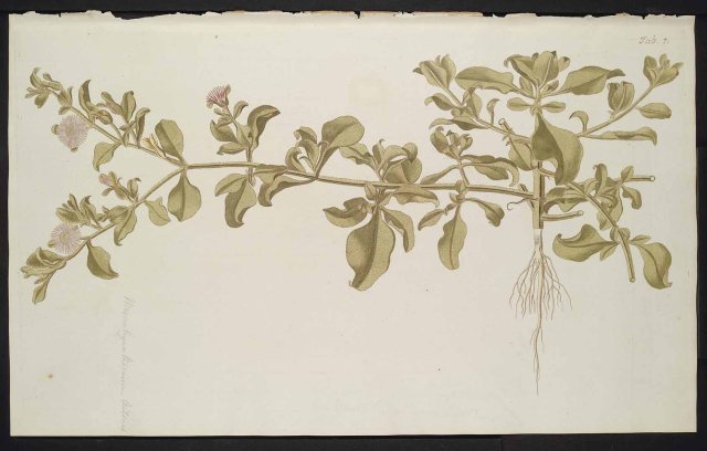 Mesembryanthemum aitonis Jacq. Jacquin, N.J. von, Hortus botanicus Vindobonensis, vol. 3: t. 207 (1776) http://plantgenera.org/illustration.php?id_illustration=78387&mobile=0&code_category_taxon=1