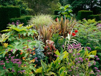 The exotic garden at Great Dixter. Planting includes Paulownia tomentosa, Tetrapanax papyrifer, Phormium ÔSundownerÕ, Canna ÔStriataÕ and Verbena bonariensis http://www.jonathanbuckley.com/Galleries/PORTFOLIO2011/2011GreatDixter/content/90813_01_large.html