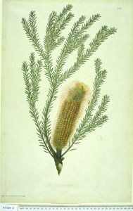 Banksia ericifolia L.f. heath leaved banksia Natural History Museum, London, The Endeavour Botanical Illustrations, The Endeavour Botanical Illustrations, (1773) [J.F. Miller]