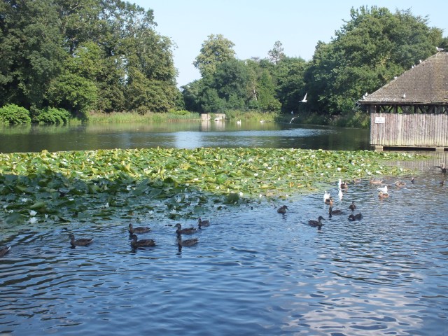 The lake David Marsh, July 2014