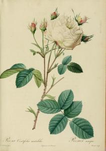 White Provence Rose P. J. Redouté, Les Roses I, 1817