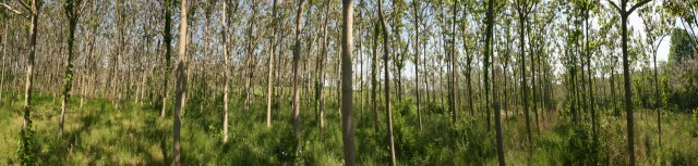 https://boatdog.wordpress.com/2010/05/03/anutter-paulownia-panorama/