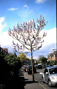 Paulownia in Carson Road, SE15 in 2003 http://www.johnmedhurstlandscape.co.uk/?s=paulownia