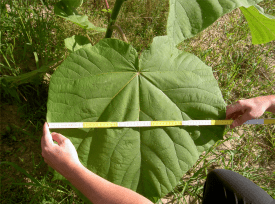 europeanforestry https://www.flickr.com