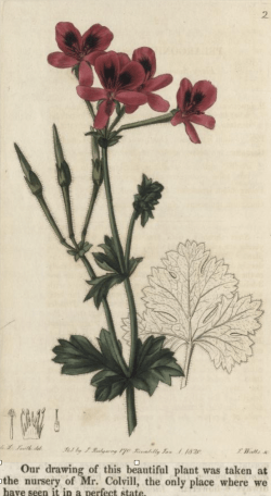 Pelargonium ignescens from GEraniaciae by RObert Sweet, 1820-22