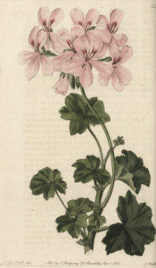Pelargonium pinguifolium, raised from Cape seed by Colvill, in Geranici'ae bly Robert Sweet, 