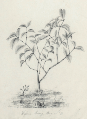 Jasminum Botany Bay Etienne Denisse, 1814 from The Journal of Pierre Bernard Milius