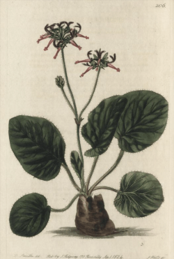 Seymouria asarifolia, a member Of the geraniacae raised from Cape seed by Colvill, from Robert Sweet's Geraniacae, 1820-22