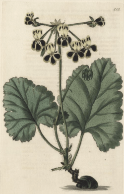 Pelargonium pulverulentum, imported from the Cape by Colvill