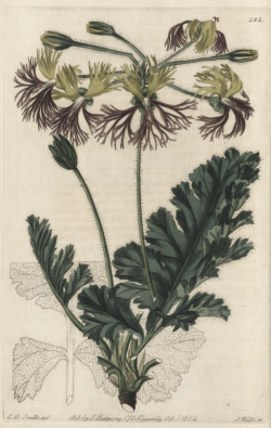 Pelargonium schizopetalum, imporlted from the Cape by Colvill from Robert Sweet's Geraniacae, 1820-22