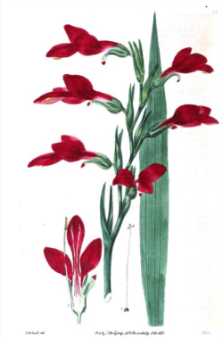 Anisanthus splendens, raised from Cape seed by Messrs Rollinson and then bought by Colvill, taken from Robert Sweet's The British Flowehr Garden, 