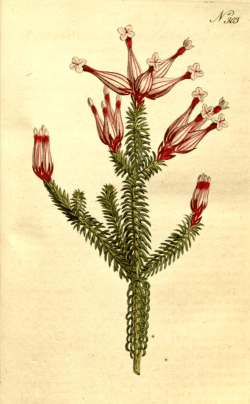 Erica ampullacea, from Curtis's Botanical Magazine, 1795 