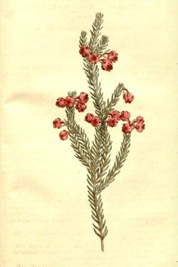 Erica baccans from Curtis's Botanical Magazine, 1795