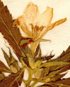 Turnera ulmifolia from the Linnean herbarium, Swedish Museum of Natural History