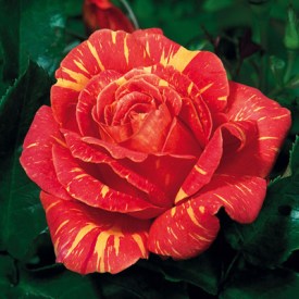 Harry Wheatcroft, https://www.dutchbulbs.co.uk/plant-0001693-fb-1/rose-harry-wheatcroft/