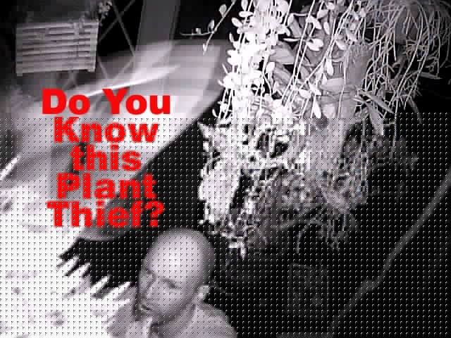 http://www.dendroboard.com/forum/vendor-info-questions/83574-plant-thief-help-find-him.html