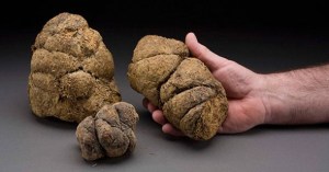 Coprolites http://voices.nationalgeographic.com/tag/coprolites/