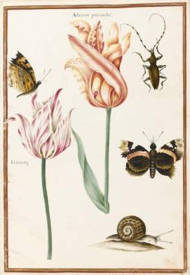  Two broken tulips, beetle, and a snail Nicolas Robert, 1614-1685] Fitzwilliam Museum, Cambridge