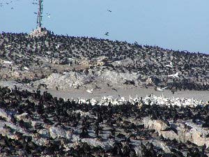 Cape Cormorants and Cape Gannets, Ichaboe Island
