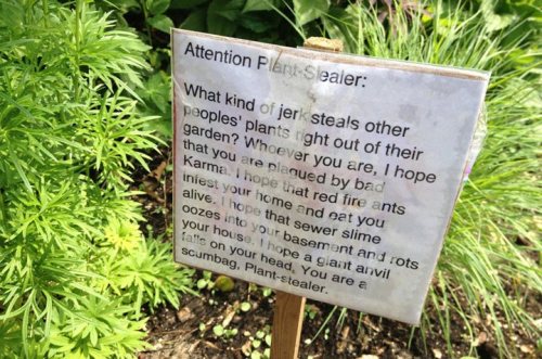One angry gardener's reaction! http://globalnews.ca/news/1399882/angry-plant-theft-victim-posts-warning-note-to-dahlia-snatchers/