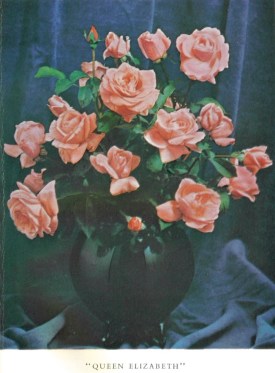 Queen Elizabeth, from My Life with Roses