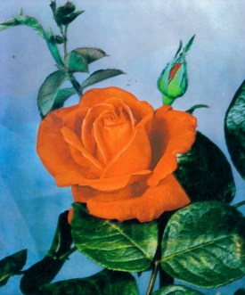 Super Star, from Wheatcroft's In Praise of Roses, 1970